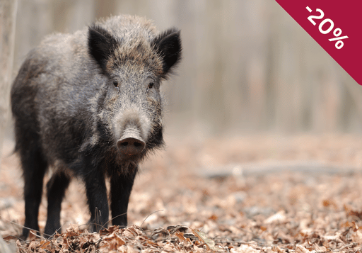 Kompaktwissen zur Afrikanischen Schweinepest – Fortbildung zur Prävention der ASP