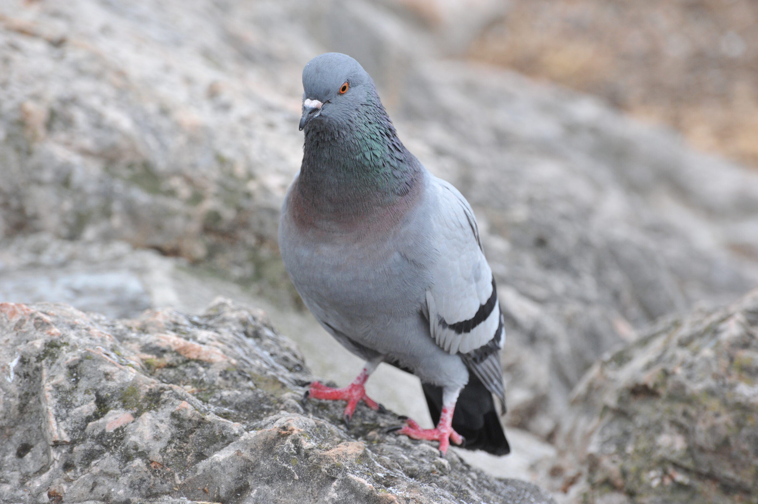 Sachkunde Vogelabwehr